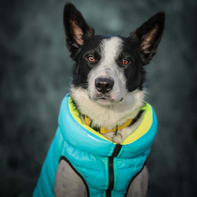Brodie the Border Collie wearing the Dog A La Mode light blue reversible water resistant dog puffer jacket in large size sitting outdoors in a field in the evening looking towards the camera