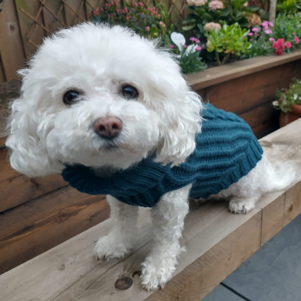 coco turquoise jumper sitting on garden bench