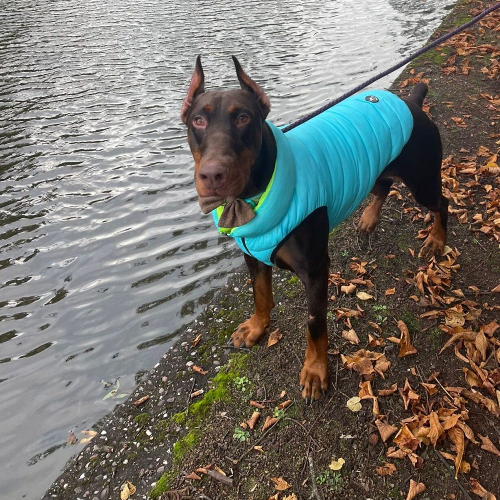 Barney the Doberman dog wearing the new Dog A La Mode light blue waterproof reversible dog puffer jacket standing outdoors on his walk near a river