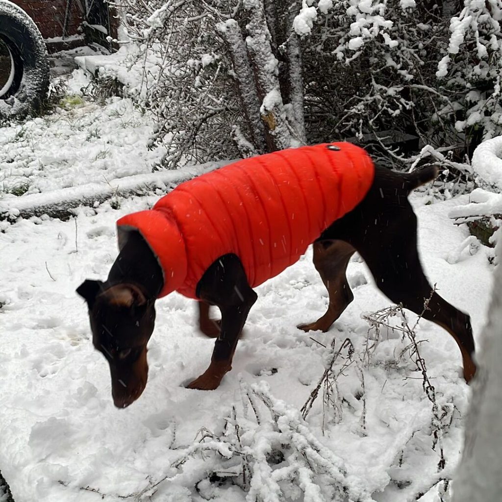 Barney the Doberman dog wearing the new Dog A La Mode waterproof reversible large orange dog puffer jacket walking on snow