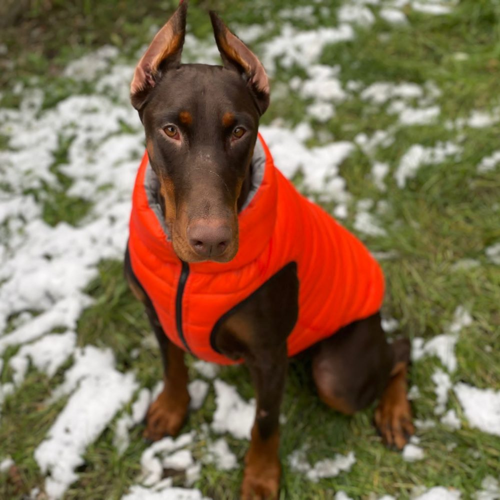 Barney the Doberman dog wearing the new Dog A La Mode orange reversible waterproof dog puffer jacket sitting outdoors in garden with snow around