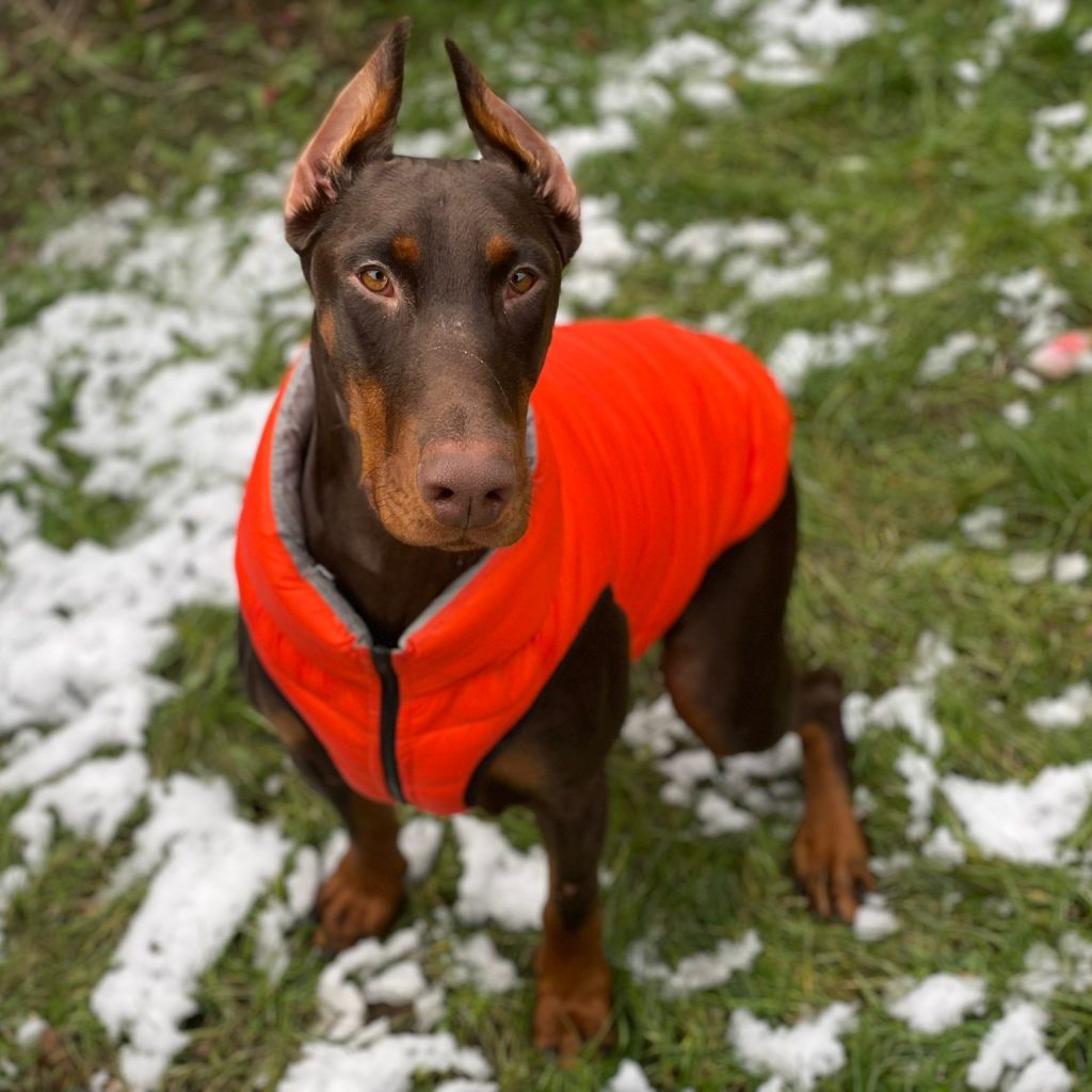 Barney the Doberman dog wearing the Dog A La Mode reversible waterproof orange dog puffer jacket in large size standing outdoors in garden with snow