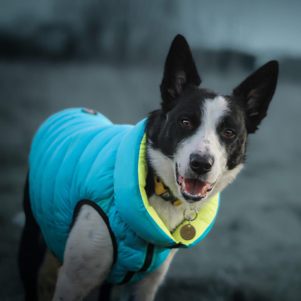 Brodie the Border Collie wearing the Dog A La Mode light blue reversible water resistant dog puffer jacket in large size while standing outdoors happily in a field on his walk