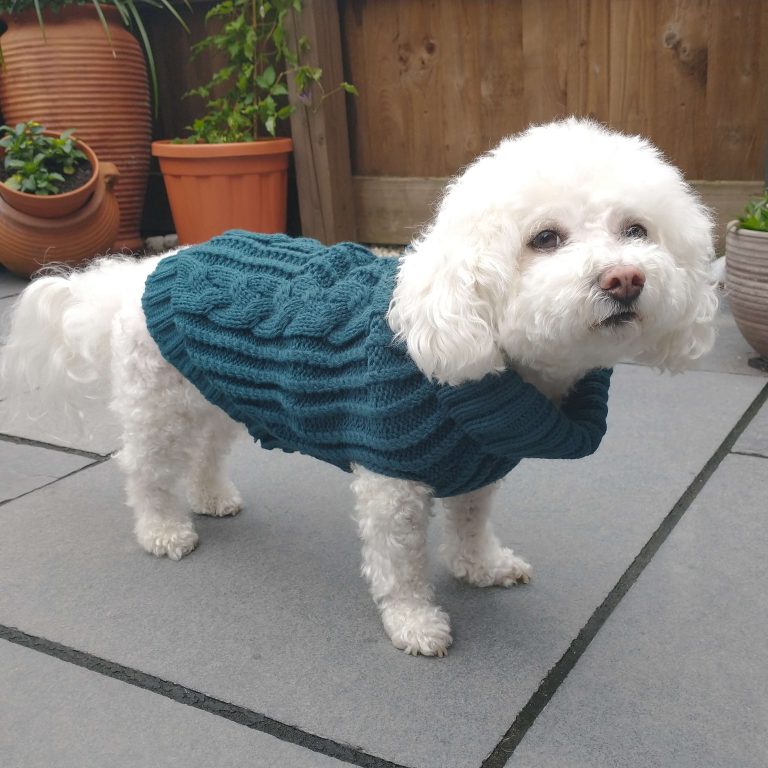 Coco-the-dog-wearing-the-Dog-A-La-Mode-turquoise-classic-dog-jumper-standing-outdoors