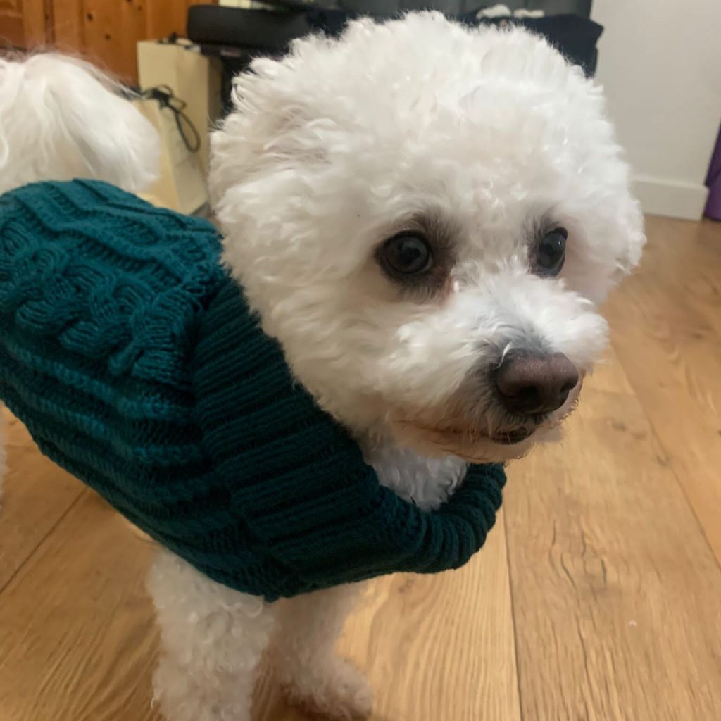 Danny the Bichon Frise dog wearing the Dog A La Mode thick cable knitted tuquoise classic dog jumper in medium size standing indoors on flooring