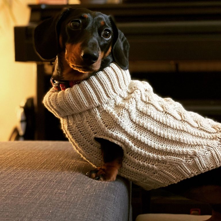 Luna the Miniature Dachshund dog wearing the beige Dog A La Mode cable knitted classic dog jumper in extra small size standing on a sofa