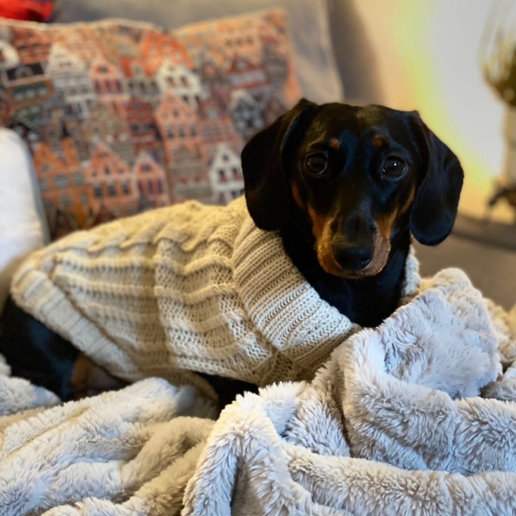 Luna the Miniature Dachshund dog wearing the Dog A La Mode beige cable knitted thick classic dog jumper in extra small size sitting down on a sofa with a blanket
