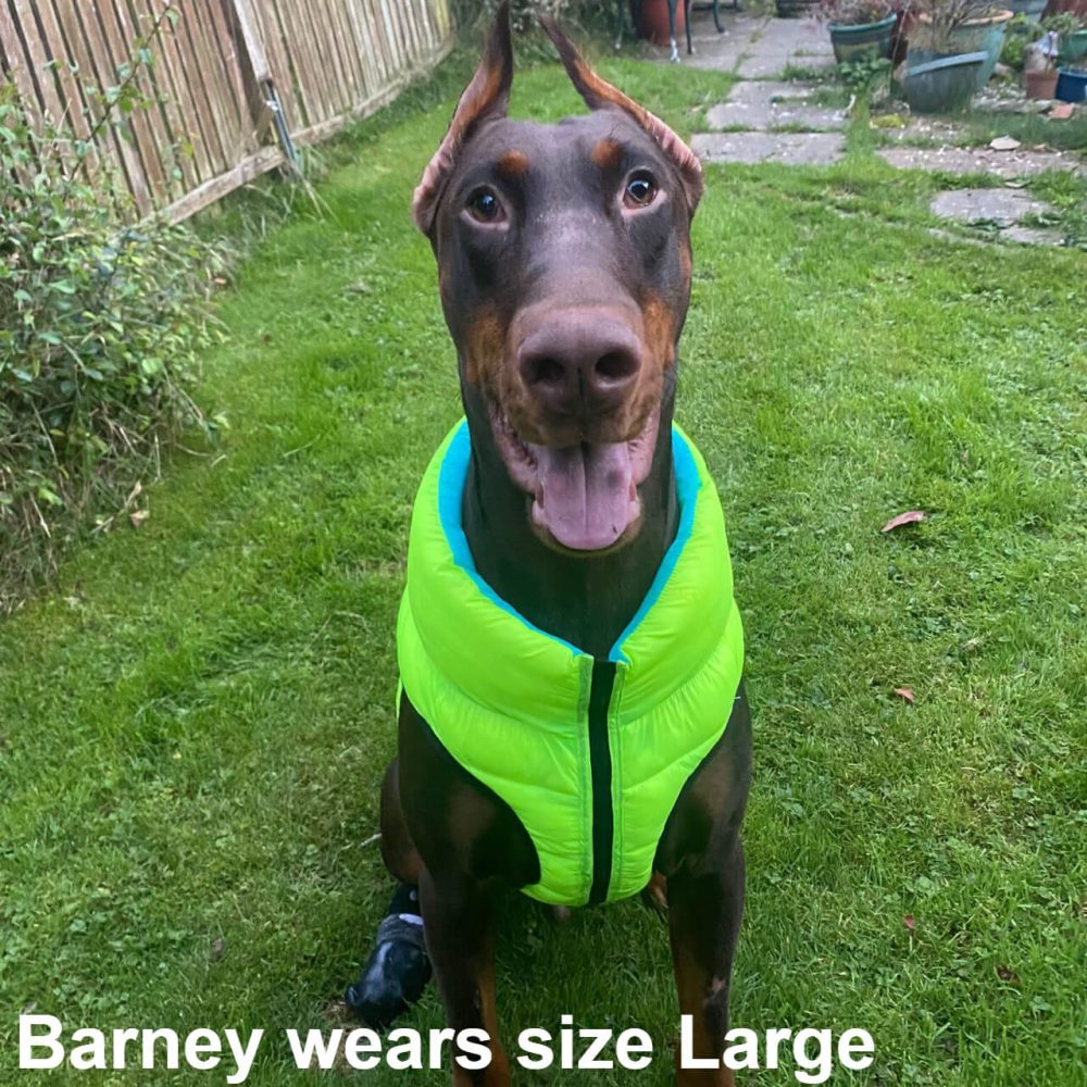 Barney the Doberman dog wearing the new light yellow Dog A La Mode reversible dog puffer jacket in large size sitting outside in a garden