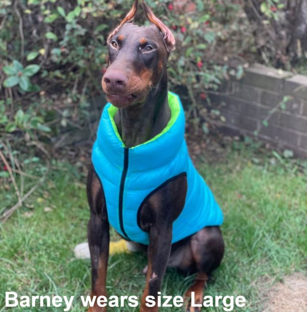 Barney the Doberman dog wearing the new light blue reversible large weatherproof dog puffer jacket sitting outdoors on the grass in the garden