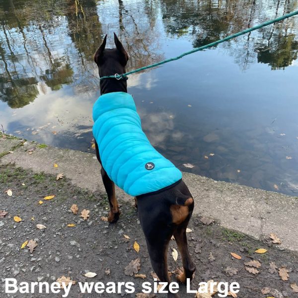 Barney the Doberman dog wearing the new Dog A La Mode light blue large weather resistant reversible dog puffer jacket standing outdoors on his walk look at the river
