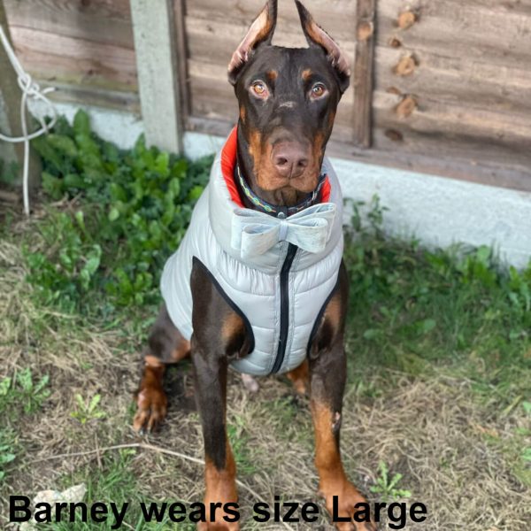 Barney the Doberman dog wearing the new Dog A La Mode grey large waterproof reversible dog puffer jacket sitting outdoors in garden