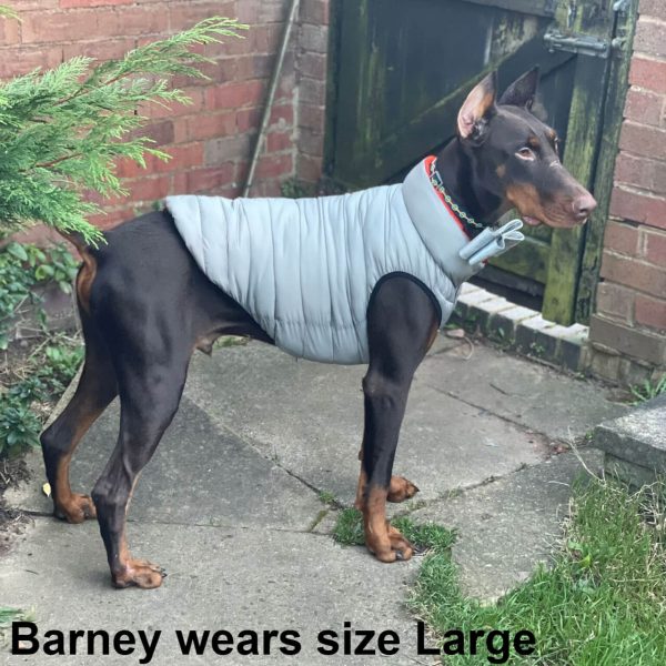 Barney the Doberman dog wearing the new Dog A La Mode grey reversible large dog puffer jacket standing in garden waiting to go on his walk