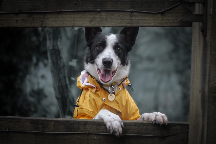 Brodie the Border Collie wearing the brand new Dog A La Mode Buddy fully waterproof yellow dog raincoat in large size with a detachable hood and protective buttons standing outdoors with his paws on a plan kof wood looking through a window