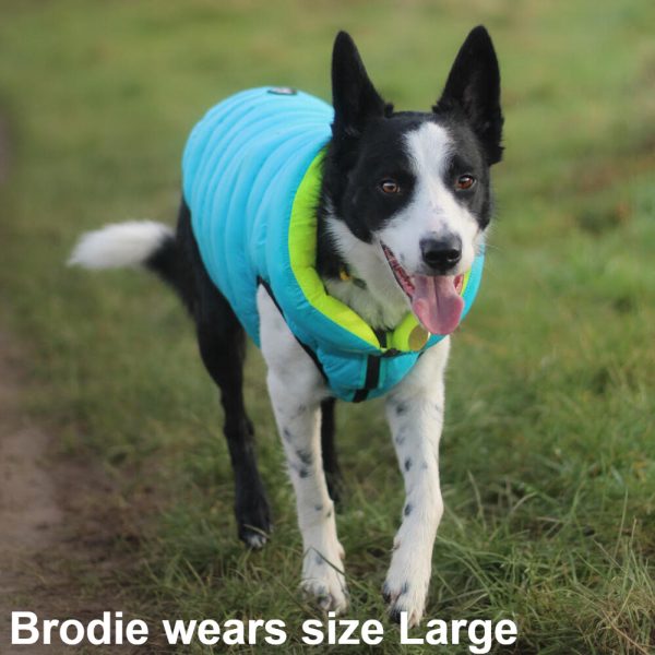 Brodie the Border Collie wearing the Dog A La Mode light blue reversible water resistant dog puffer jacket in large size happily walking outdoors in a field on a muddy path on his walk