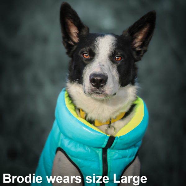 Brodie the Border Collie wearing the Dog A La Mode light blue reversible water resistant dog puffer jacket in large size sitting outdoors in a field in the evening looking towards the camera