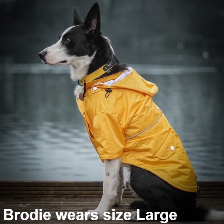 Brodie the Border Collie wearing the new Dog A La Mode Buddy fully waterproof yellow dog raincoat in large size with a detachable hood while sitting outdoors near a lake