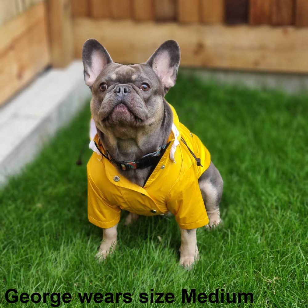 George the French Bulldog wearing the new Dog A La Mode yellow fully waterproof dog Buddy raincoat in medium size with a detachable hood and breathable mesh lining while sitting down in his garden next to a fence