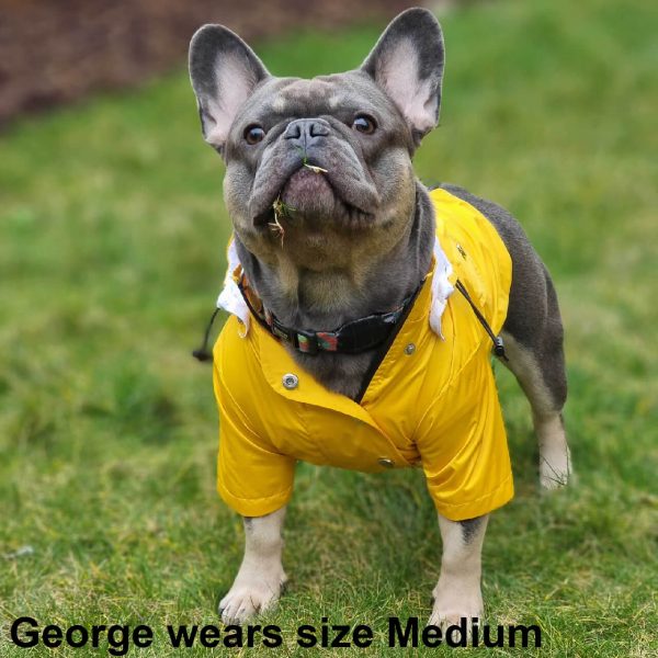 George the French Bulldog wearing the new Dog A La Mode yellow fully waterproof dog Buddy raincoat in medium size standing outdoors in his garden