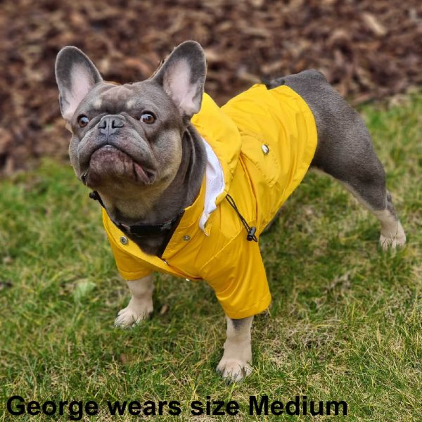 George the French Bulldog wearing the new Dog A La Mode yellow fully waterproof dog Buddy raincoat in medium size with a detachable draw string hood and breathable mesh lining while standing outdoors in his garden on grass