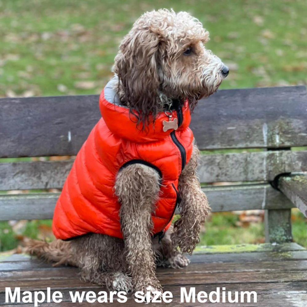 Maple the Cockapoo dog wearing the Dog A La Mode orange medium reversible water resistant dog puffer jacket sitting down on a park bench outdoors