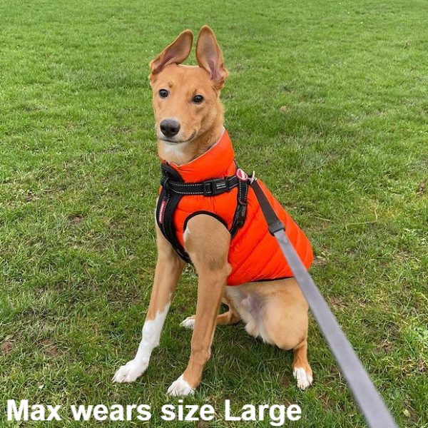 Max the Podenco Cross dog wearing the Dog A La Mode large orange reversible dog puffer jacket sitting down in a park on his walk