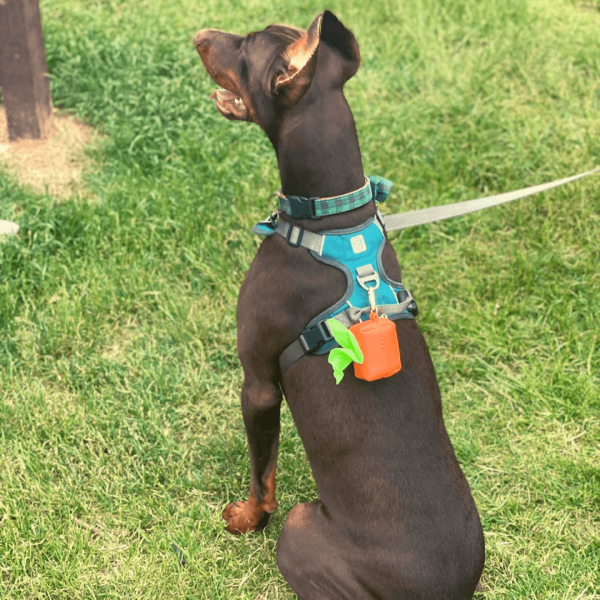 Barney the Doberman sitting on grass in the park looking away showing his back with Dog A La Mode's new Le Classique orange vegan dog poop bags holder with fully biodegradable dog poop bags coming out of the holder's hold, attached to Barney's blue harness