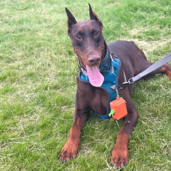 Barney the Doberman sitting down in a park during his walk panting with Dog A La Mode's new Le Classique orange vegan dog poop bags holder attached to Barney's harness with fully biodegradable dog poop bags being held in dog poop bags dispenser