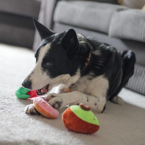Brodie-the-Border-Collie-playing-with-the-Dog-A-La-Mode-Dog-A-La-Carte-vegan-dog-toy-set-indoors