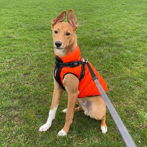Max-wearing-Dog-A-La-Mode-orange-dog-puffer-jacket-in-park