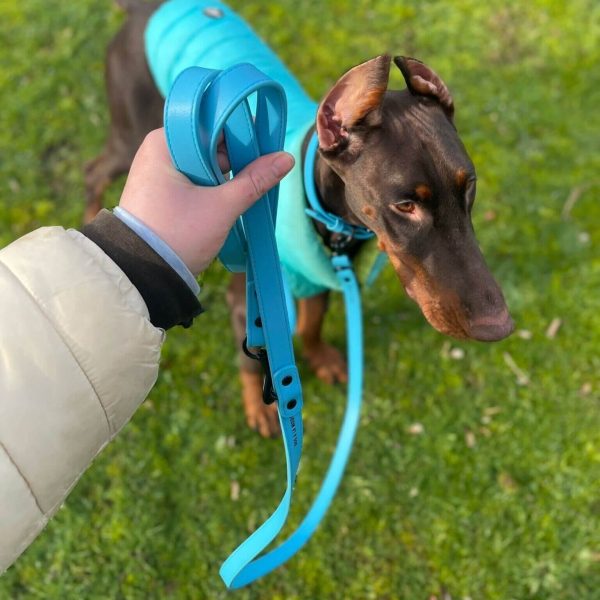 Barney the Doberman wearing the new Dog A La Mode blue vegan dog collar and the water resistant dog puffer jacket with his owner holding the blue vegan dog lead while Barney is standing outdoors in the park