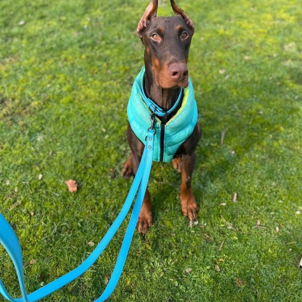 Barney the Doberman wearing the new Dog A La Mode blue vegan dog collar and the water resistant dog puffer jacket with his owner holding the blue vegan dog lead while Barney is sitting outdoors in the park