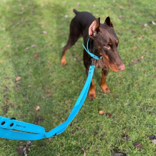 Barney the Doberman wearing the new Dog A La Mode blue vegan dog collar with his owner holding the blue vegan dog lead while Barney is standing outdoors in the park