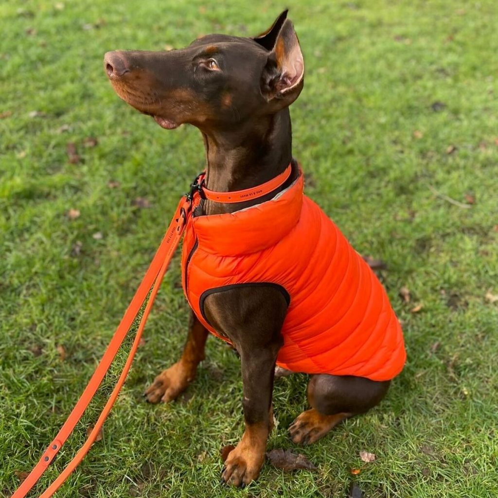 Dog A La Mode orange vegan dog collar, orange dog lead and orange reversible dog puffer jacket worn by Barney the Doberman dog sitting down looking sideways