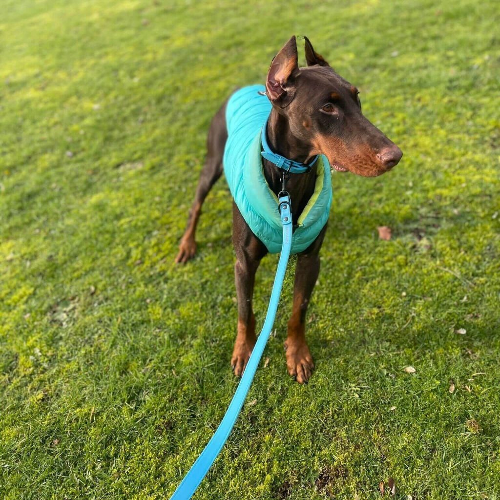 Dog A La Mode's trendy blue vegan dog collar, blue vegan dog lead and water resistant blue dog puffer jacket being worn by Barney the Doberman standing outdoors in the park