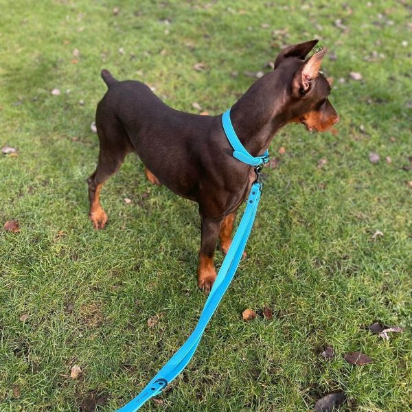 Dog A La Mode's new blue vegan dog collar and blue vegan dog lead worn by Barney the Doberman standing in the park outdoors