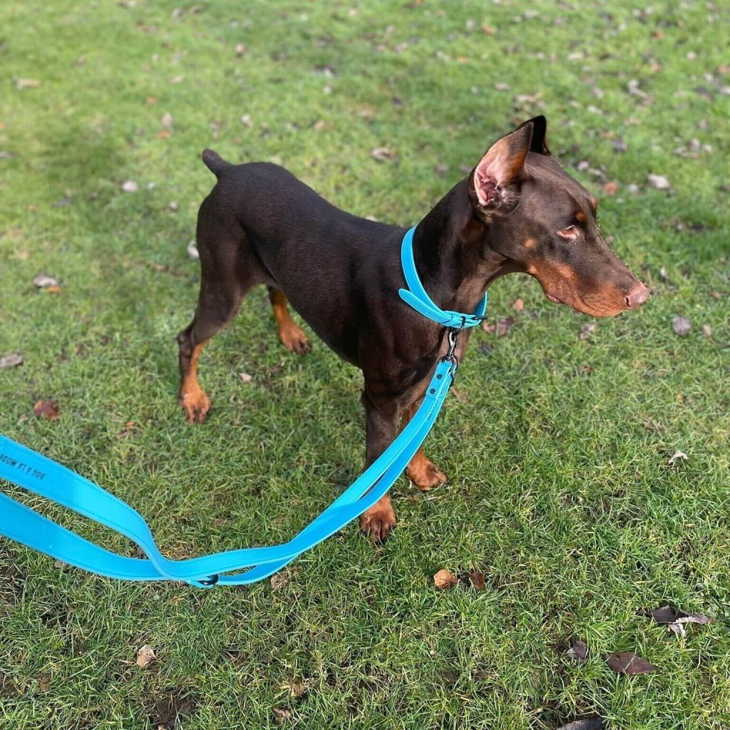 Dog A La Mode's new trendy blue vegan dog collar with the matching blue vegan dog lead worn by Barney the Doberman outdoors in the park on his walk