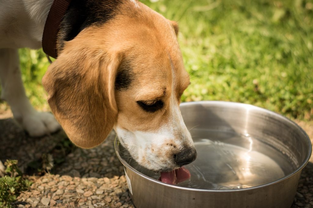 Dog drinking water from bowl outdoors in summer