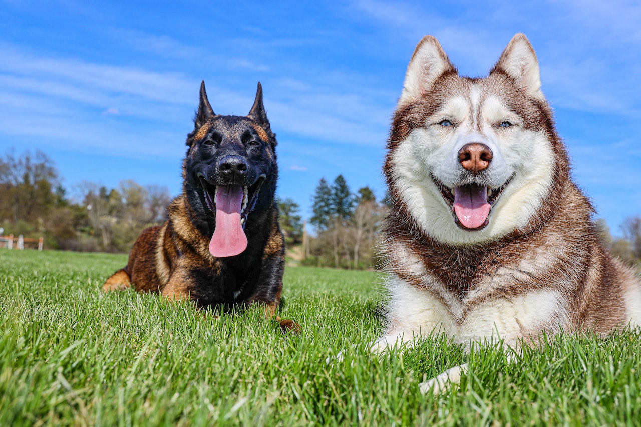 Two cute big dogs smiling and happy sitting on the grass outdoors in summer