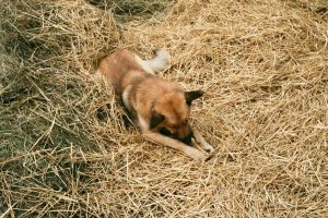 Light brown medium sized dog lying in hay holding nose with paws as suffering from sneezing and other hay fever symptoms