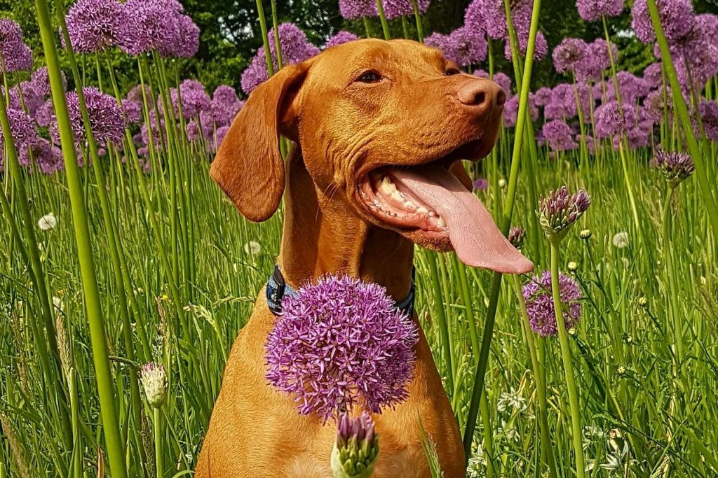 Happy dog smiling outdoors sitting in field of grass and lavender flowers
