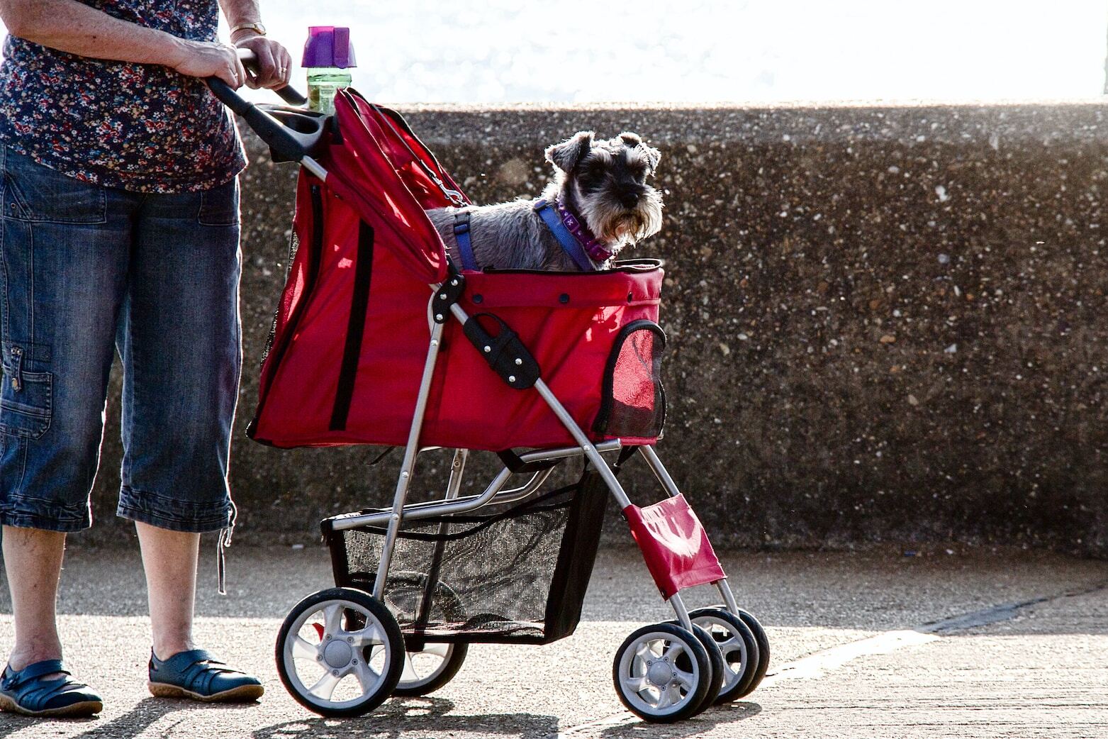 Small dog standing in red durable dog pram being pushed by owner outdoors on a walking path