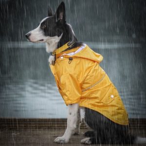 Brodie the Border Collie wearing the Dog A La Mode fashionable and trendy Buddy waterproof yellow dog raincoat sitting outside while it is raining near a lake