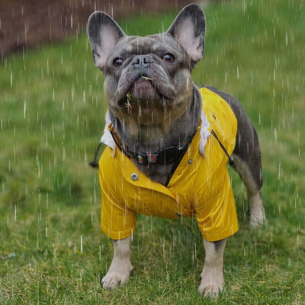 George the French Bulldog wearing the Dog A La Mode yellow waterproof Buddy dog raincoat in medium size standing outdoors in the garden in the rain