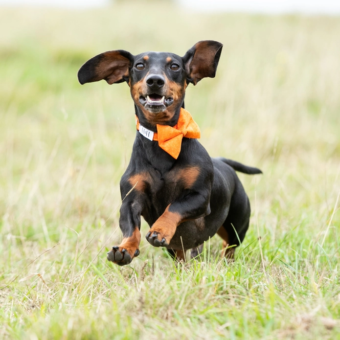 Dachshund dog wearing stylish orange dog bow tie while happily running through a field